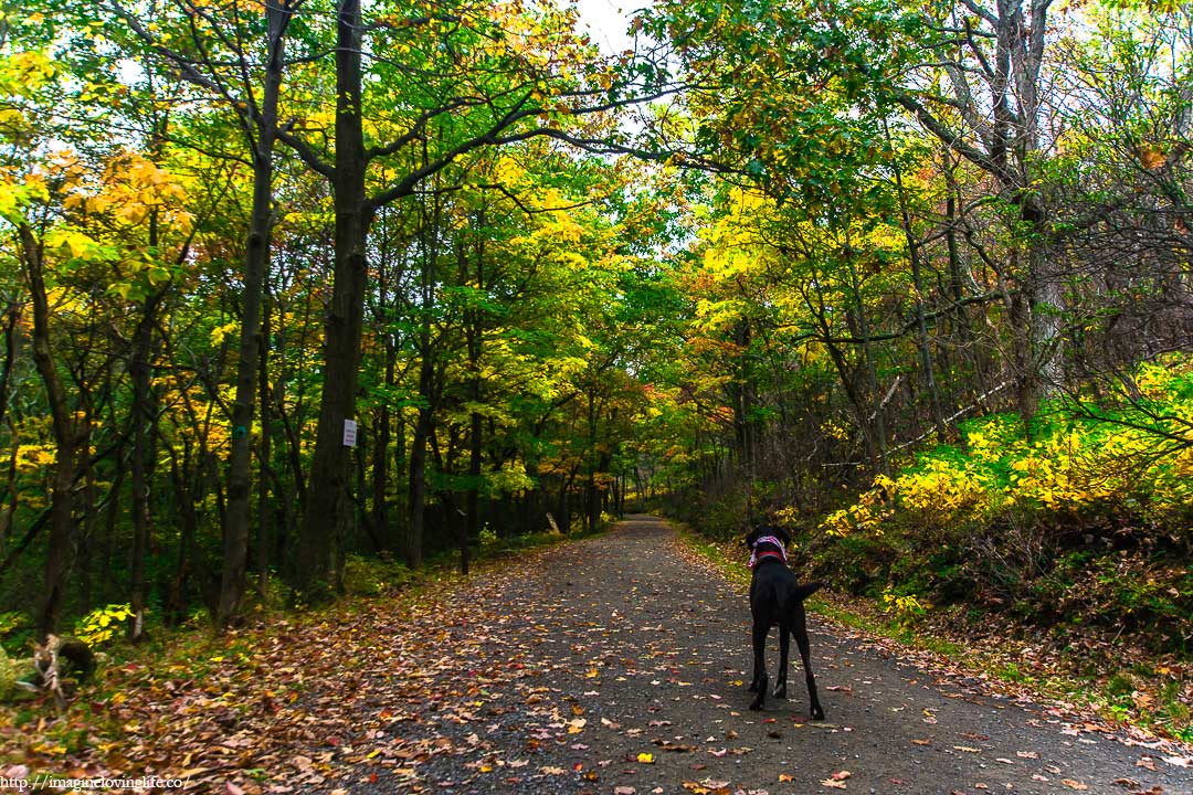 Loop Road Trail